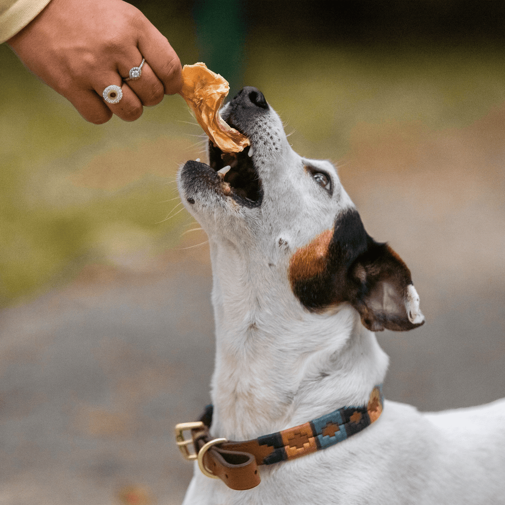 langue de cabillaud pour chiens