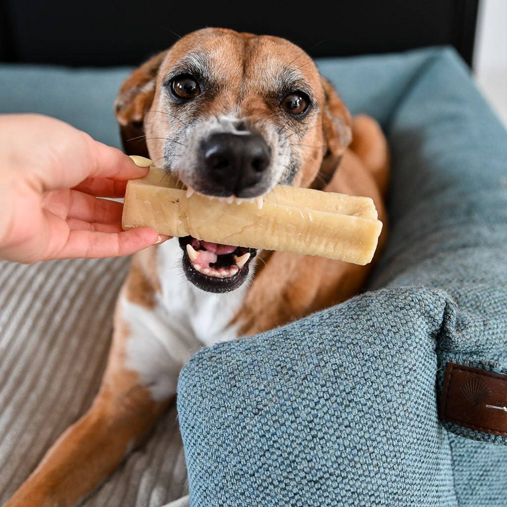 cheese bone pour chien