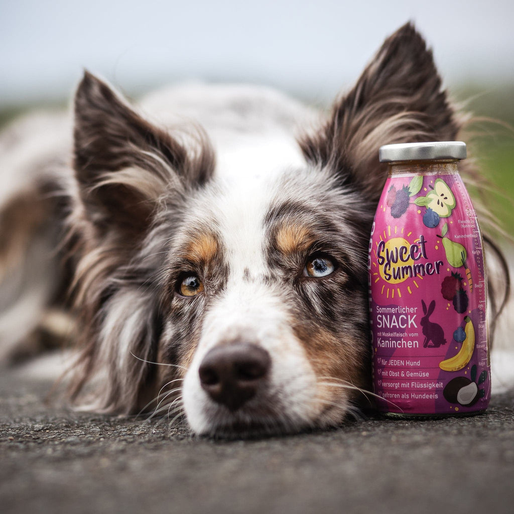 smoothie pour chien sweet xummer
