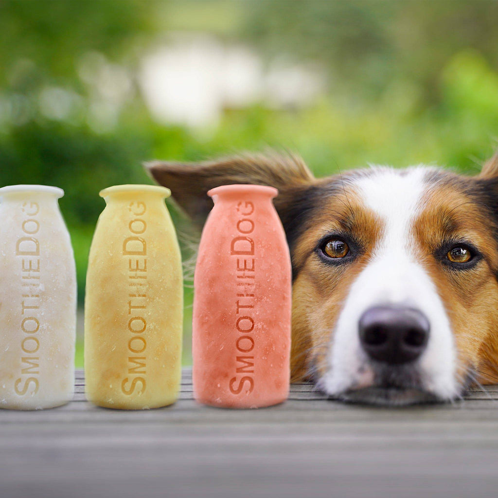 glace pour chien smoothie dog