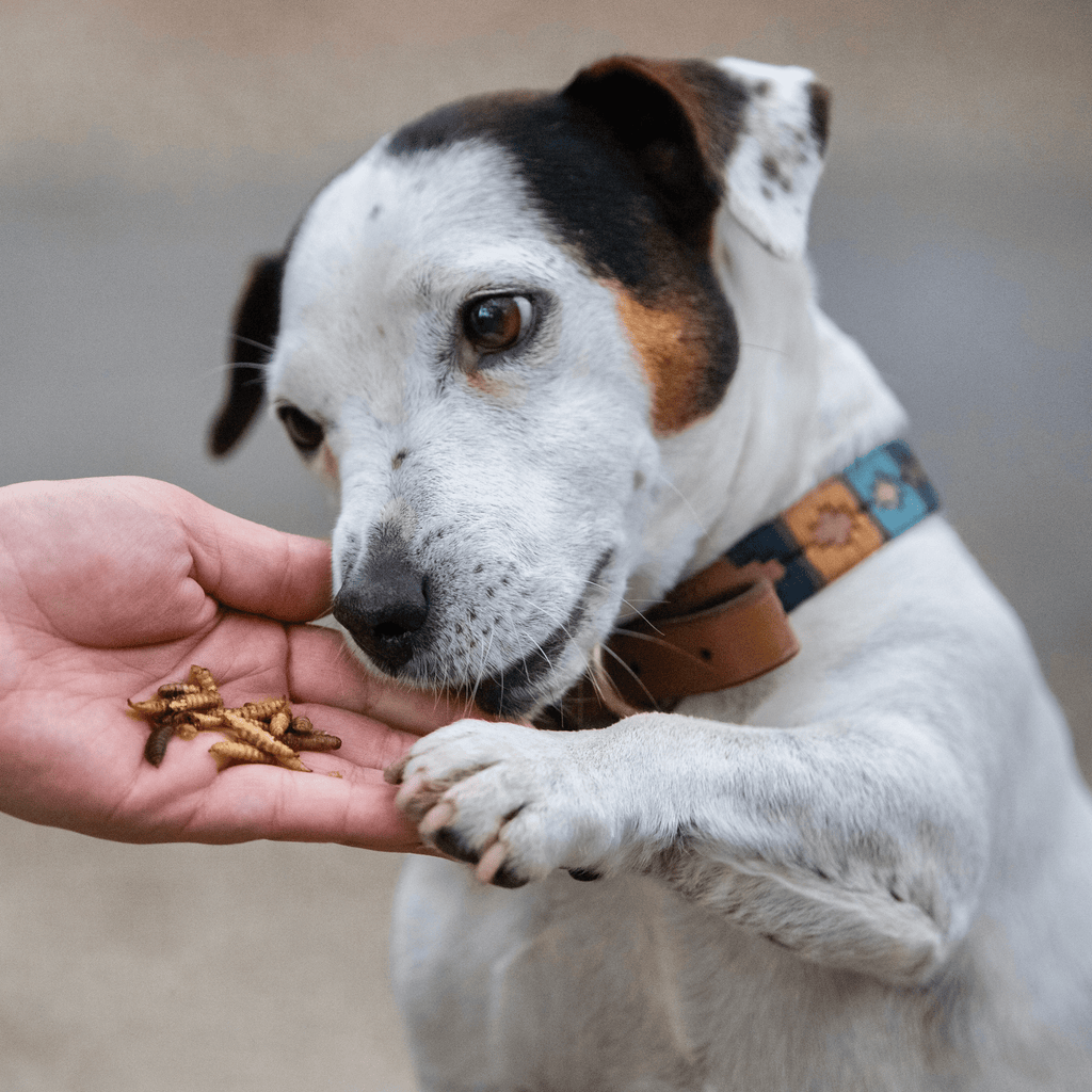 larves de mouche pour chien