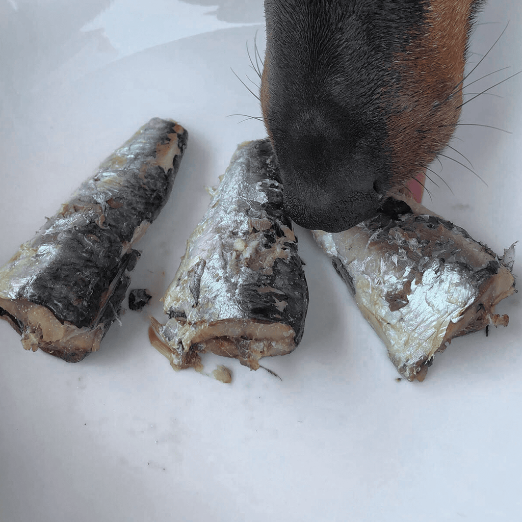 sardines poisson gras pour chien