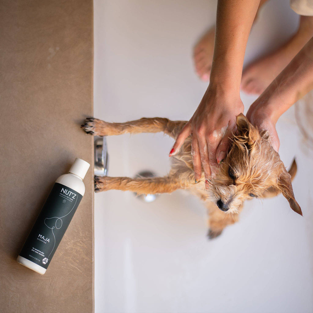 shampoing pour chiens et chats